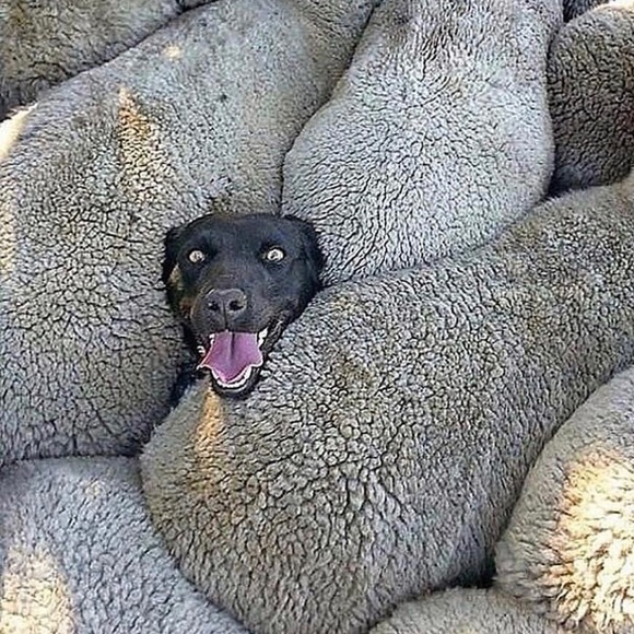 Meet your Posher, Chester - Picture 1 of 1